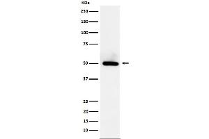 Western blot analysis of BMP15 expression in HeLa cell lysate.
