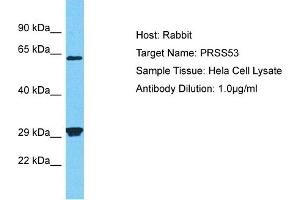 Host: Rabbit Target Name: PRSS53 Sample Type: Hela Whole Cell lysates Antibody Dilution: 1.