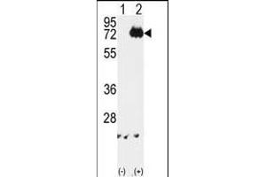 Western blot analysis of IKKalpha (arrow) using rabbit polyclonal IKKalpha Antibody (ABIN6243793 and ABIN6579033).