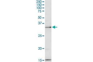 PEX19 MaxPab rabbit polyclonal antibody. (PEX19 anticorps  (AA 1-299))