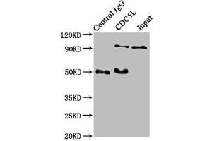 Immunoprecipitating CDC5L in Hela whole cell lysate Lane 1: Rabbit control IgG instead of ABIN7127416 in Hela whole cell lysate.