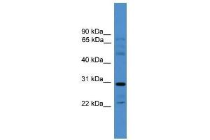 Western Blot showing GJC3 antibody used at a concentration of 1-2 ug/ml to detect its target protein. (GJC3 anticorps  (Middle Region))