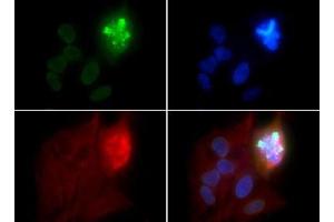 Immunofluorescence of Rabbit Anti-Histone H4 [p Ser1] Antibody.