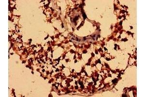 Immunohistochemistry analysis of human testis tissue using ABIN7161366 at dilution of 1:100 (NEGR1 anticorps  (AA 1-196))