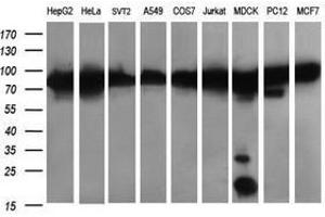 Image no. 6 for anti-Dynamin 1-Like (DNM1L) antibody (ABIN1497872) (Dynamin 1-Like anticorps)