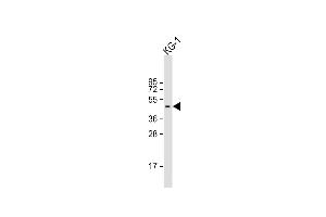 Anti-RASSF1 Antibody (Center) at 1:2000 dilution + KG-1 whole cell lysate Lysates/proteins at 20 μg per lane.