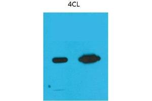 Western Blot (WB) analysis of Recombinant Nano-Tag9 Protein with Nano-Tag9 Mouse Monoclonal Antibody diluted at 1) 1:10000, 2) 1:5000. (Nano-Tag anticorps)