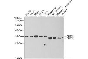 Western blot analysis of extracts of various cell lines using DHRS2 Polyclonal Antibody at dilution of 1:1000. (DHRS2 anticorps)