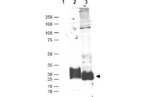 Figure. (MFAP5 anticorps  (C-Term))