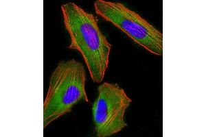 Immunofluorescent analysis of 4 % paraformaldehyde-fixed, 0.