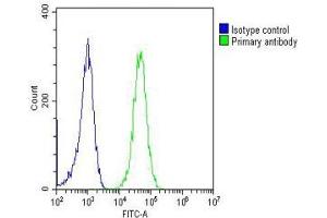 Overlay histogram showing Jurkat cells stained with (ABIN1882239 and ABIN2843357)(green line). (ERK1/2 anticorps)