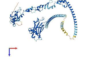 AlphaFold protein structure predicition of Human Recombinant TRAF5 Protein, UniprotID O00463