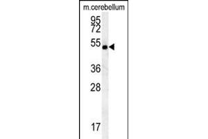 hCG_2039146 Antibody (Center) (ABIN651999 and ABIN2840490) western blot analysis in mouse cerebellum tissue lysates (15 μg/lane). (SHISA7 anticorps  (AA 308-337))