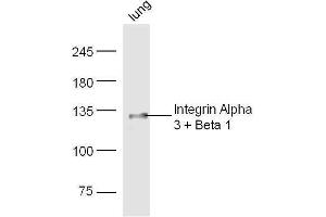 Mouse lung lysates probed with Rabbit Anti-Integrin Alpha 3 + Beta 1 Polyclonal Antibody, Unconjugated  at 1:500 for 90 min at 37˚C. (Integrin Alpha3, Beta1 (AA 976-1025) anticorps)