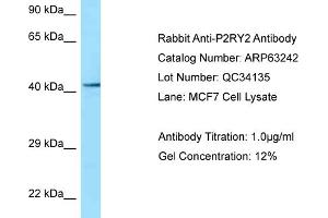 Western Blotting (WB) image for anti-Purinergic Receptor P2Y, G-Protein Coupled, 2 (P2RY2) (C-Term) antibody (ABIN2789421) (P2RY2 anticorps  (C-Term))
