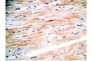 Mouse heart tissue was stained by Rabbit Anti-MCT-1 (H) Antibody (Mitocryptide-1 (MCT-1) anticorps)