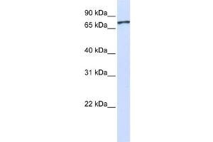 Western Blotting (WB) image for anti-Unc-5 Homolog A (UNC5A) antibody (ABIN2459391) (UNC5A anticorps)