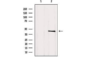 Western blot analysis of extracts from Hela, using TGIF1 Antibody. (TGIF1 anticorps  (C-Term))
