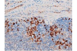 ABIN6267523 at 1/200 staining Mouse spleen tissue sections by IHC-P.