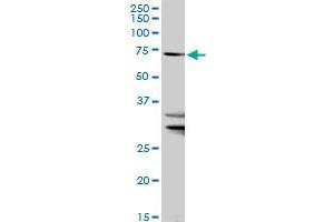 SLC27A1 MaxPab rabbit polyclonal antibody. (SLC27A1 anticorps  (AA 1-646))