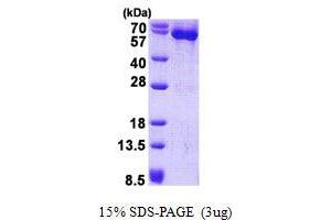Image no. 1 for Heat Shock 60kDa Protein 1 (Chaperonin) (HSPD1) (AA 27-573) protein (His tag) (ABIN1098577)