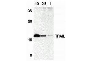 Western Blotting (WB) image for anti-Tumor Necrosis Factor (Ligand) Superfamily, Member 10 (TNFSF10) (C-Term) antibody (ABIN1030767) (TRAIL anticorps  (C-Term))