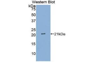 Western Blotting (WB) image for anti-Interleukin 25 (IL25) (AA 28-177) antibody (ABIN1859407) (IL-25 anticorps  (AA 28-177))