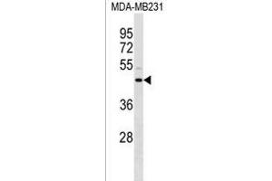 ANXA8L1/ANXA8L2 Antibody (N-term) (ABIN1539595 and ABIN2850200) western blot analysis in MDA-M cell line lysates (35 μg/lane). (ANXA8L2 anticorps  (N-Term))