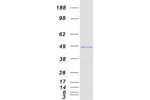 Validation with Western Blot