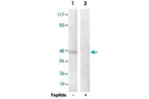 Western blot analysis of extracts from HepG2 cells, using ADORA2A polyclonal antibody . (Adenosine A2a Receptor anticorps)