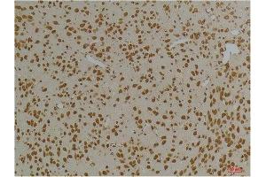 Immunohistochemistry (IHC) analysis of paraffin-embedded Rat Brain Tissue using Kv10. (KCNH1 anticorps)