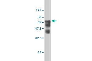 Western Blot detection against Immunogen (66 KDa) .