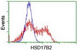 Image no. 3 for anti-Hydroxysteroid (17-Beta) Dehydrogenase 2 (HSD17B2) antibody (ABIN1498726) (HSD17B2 anticorps)