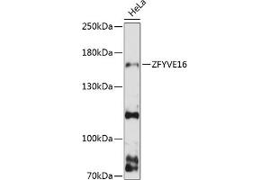 Western blot analysis of extracts of HeLa cells, using ZFYVE16 antibody (ABIN6129168, ABIN6150438, ABIN6150440 and ABIN6217042) at 1:3000 dilution. (ZFYVE16 anticorps  (AA 1-300))