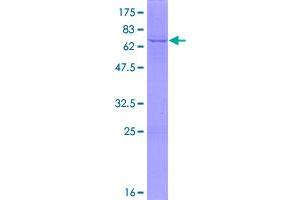 Image no. 1 for N-Acylsphingosine Amidohydrolase (Acid Ceramidase) 1 (ASAH1) (AA 1-395) protein (GST tag) (ABIN1345778)