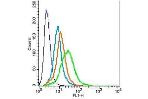 H9C2 cells probed with Rabbit Anti-Activin A Receptor Type IC Polyclonal Antibody, Unconjugated  at 1:100 for 30 minutes followed by incubation with a conjugated secondary -FITC) (green) for 30 minutes compared to control cells (blue), secondary only (light blue) and isotype control (orange).