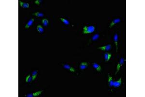 Immunofluorescent analysis of Hela cells using ABIN7160397 at dilution of 1:100 and Alexa Fluor 488-congugated AffiniPure Goat Anti-Rabbit IgG(H+L)