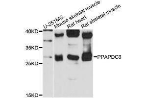 Western blot analysis of extracts of various cell lines, using PPAPDC3 antibody (ABIN6290295) at 1:3000 dilution. (PPAPDC3 anticorps)