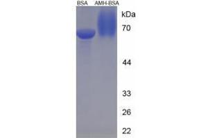 Image no. 3 for Anti-Mullerian Hormone (AMH) peptide (BSA) (ABIN5665944)