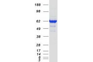 Validation with Western Blot