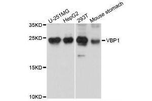 Western blot analysis of extracts of various cell lines, using VBP1 antibody (ABIN5995758) at 1/1000 dilution. (VBP1 anticorps)