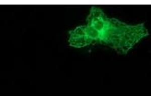 Immunofluorescence (IF) image for anti-Protein Kinase C, epsilon (PRKCE) antibody (ABIN1500234) (PKC epsilon anticorps)