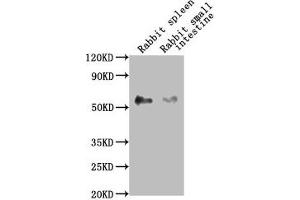 Western Blot Positive WB detected in: Rabbit spleen tissue, Rabbit small intestine tissue All lanes: CD14 antibody at 1:2500 Secondary Goat polyclonal to Mouse IgG at 1/10000 dilution Predicted band size: 41 kDa Observed band size: 55 kDa (CD14 anticorps  (AA 20-345))