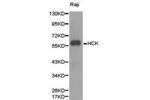 Western Blotting (WB) image for anti-Hemopoietic Cell Kinase (HCK) antibody (ABIN1872949) (HCK anticorps)