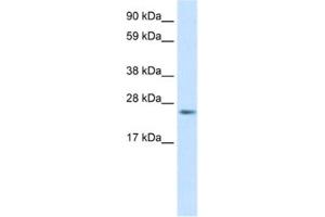 Western Blotting (WB) image for anti-Fas (TNFRSF6)-Associated Via Death Domain (FADD) antibody (ABIN2463651) (FADD anticorps)