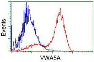 HEK293T cells transfected with either RC212185 overexpress plasmid (Red) or empty vector control plasmid (Blue) were immunostained by anti-VWA5A antibody (ABIN2453783), and then analyzed by flow cytometry. (VWA5A anticorps)