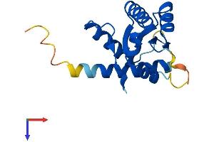 Growth Arrest and DNA-Damage-Inducible, gamma (GADD45G) (AA 1-159) protein (His tag)