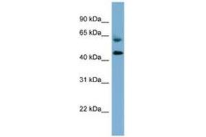 Image no. 1 for anti-Required For Meiotic Nuclear Division 1 Homolog (RMND1) (AA 251-300) antibody (ABIN6742055) (RMND1 anticorps  (AA 251-300))