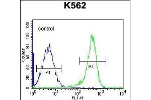 PSTPIP1 Antibody (N-term) (ABIN656428 and ABIN2845719) flow cytometric analysis of K562 cells (right histogram) compared to a negative control cell (left histogram). (PSTPIP1 anticorps  (N-Term))