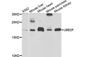 Western blot analysis of extracts of various cell lines, using UBE2F antibody. (UBE2F anticorps)